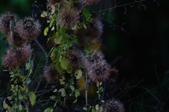 Porophyllum punctatum