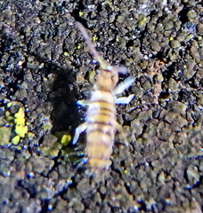 Entomobrya nigrocincta