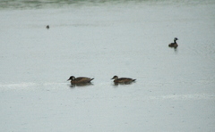 Amazonetta brasiliensis