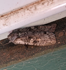 Lithophane pertorrida