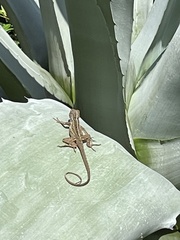 Anolis sagrei