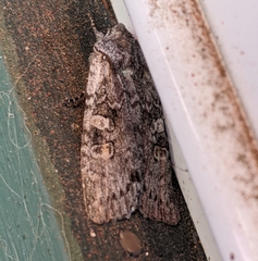 Lithophane pertorrida