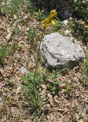Asphodeline