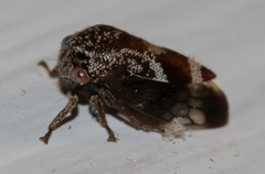 Ophiderma