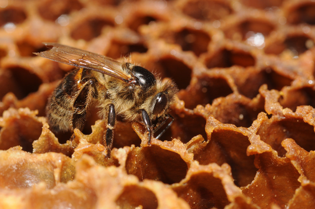 Honey Bees (Genus Apis) · iNaturalist, &honey 