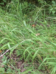 Muhlenbergia mexicana mexicana