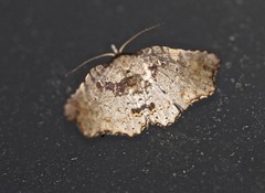 Aroana hemicyclophora