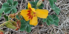 Cochlospermum