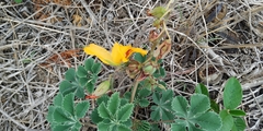 Cochlospermum