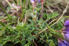 Oxytropis revoluta