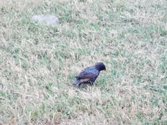 Sturnus vulgaris