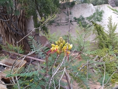 Caesalpinia