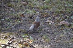 Turdus pilaris