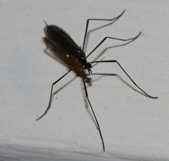 Gnophomyia tristissima