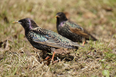Sturnus vulgaris