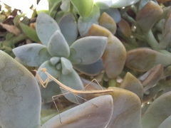 Bistanta mexicana