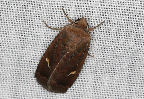 Proteuxoa bistrigula Walker, 1857