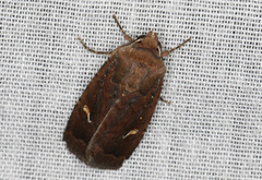 Proteuxoa bistrigula