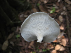 Favolus tenuiculus