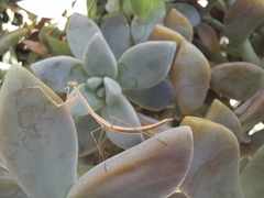 Bistanta mexicana