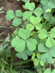 Oxalis