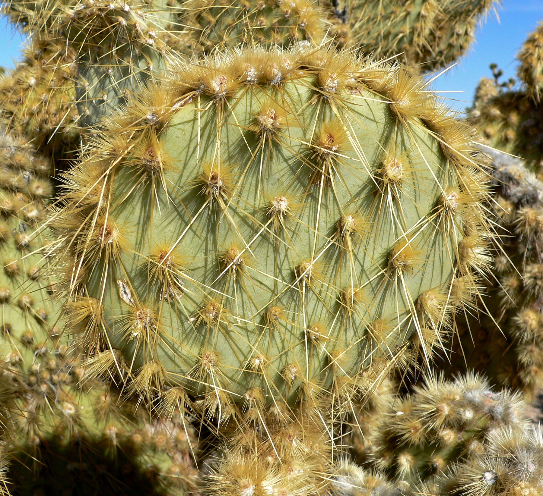 Pancake Pricklypear (Opuntia chlorotica)  iNaturalist