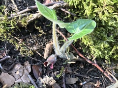 Asarum europaeum