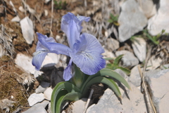 Iris nusairiensis