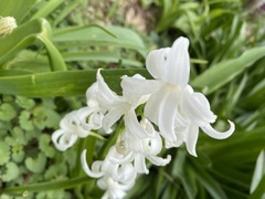 Hyacinthus
