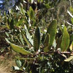 Quercus crassipes