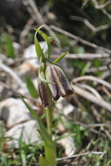 Fritillaria hermonis