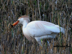 Bubulcus ibis