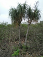 Beaucarnea