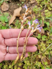 Phelipanche nana