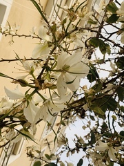 Bauhinia