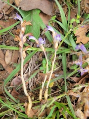 Phelipanche nana