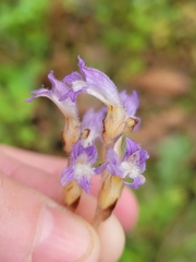 Phelipanche nana