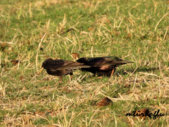 Sturnus vulgaris