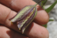 Fritillaria hermonis