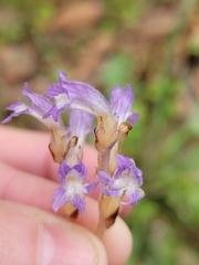 Phelipanche nana