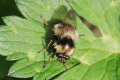 Criorhina