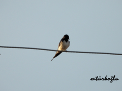 Hirundo rustica