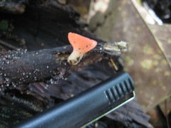 Sarcoscypha occidentalis