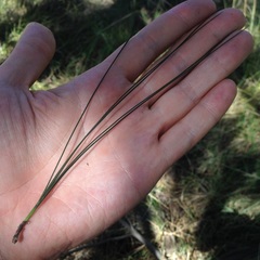 Pinus pseudostrobus apulcensis