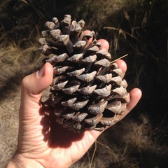 Pinus pseudostrobus apulcensis