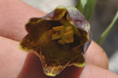 Fritillaria hermonis