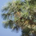 Apulco Pine - Photo (c) Bodo Nuñez Oberg, some rights reserved (CC BY-NC), uploaded by Bodo Nuñez Oberg