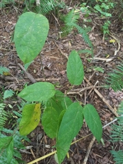 Telosma procumbens
