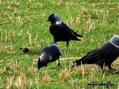 Corvus monedula
