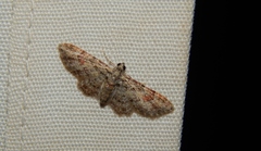 Chloroclystis grisea